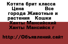 Котята брит класса › Цена ­ 20 000 - Все города Животные и растения » Кошки   . Ханты-Мансийский,Ханты-Мансийск г.